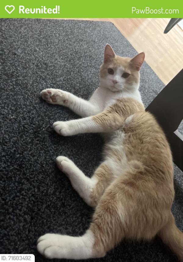 Reunited Male Cat last seen Willingboro , Willingboro, NJ 08046