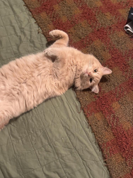 Lost Male Cat last seen 7th & Macon, Aurora, CO 80010