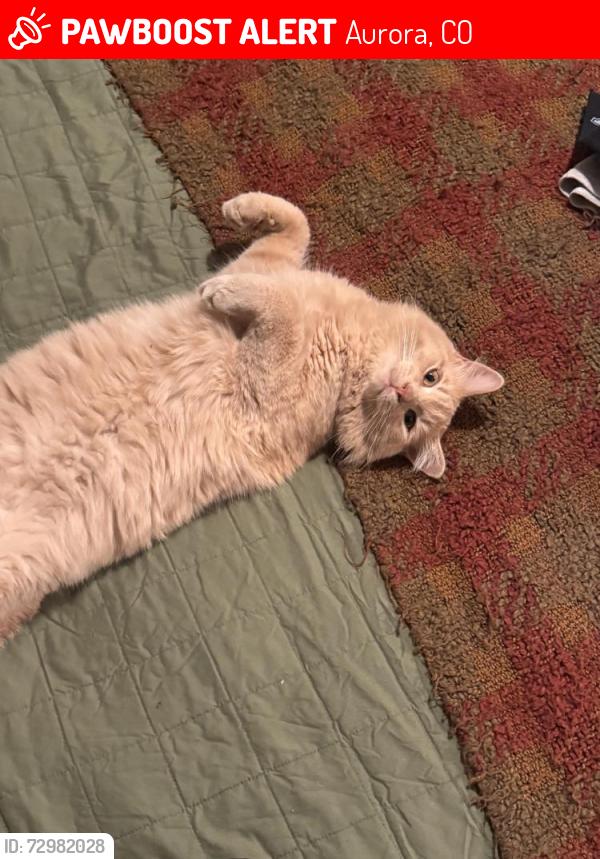 Lost Male Cat last seen 7th & Macon, Aurora, CO 80010