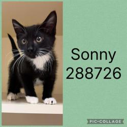 Shelter Stray Male Cat last seen ZEBULON RD. (SONNY CARTER), 4214 Fulton Mill Rd, Macon, GA 31216, USA