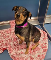 Shelter Stray Female Dog last seen Near BLOCK PAUL DR, DETROIT MI 48228, 7401 Chrysler Dr, Detroit, MI 48211, USA