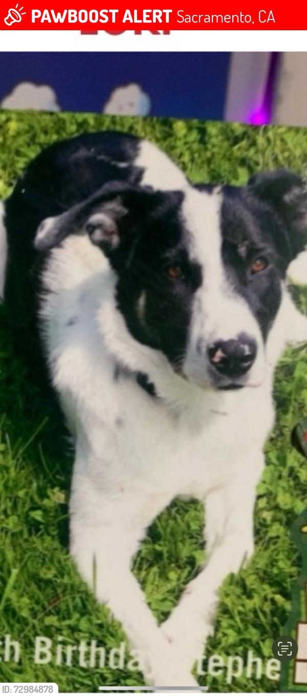 Lost Male Dog last seen 14th Ave, Sacramento, CA 95820