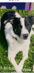Lost Male Dog last seen 14th Ave, Sacramento, CA 95820