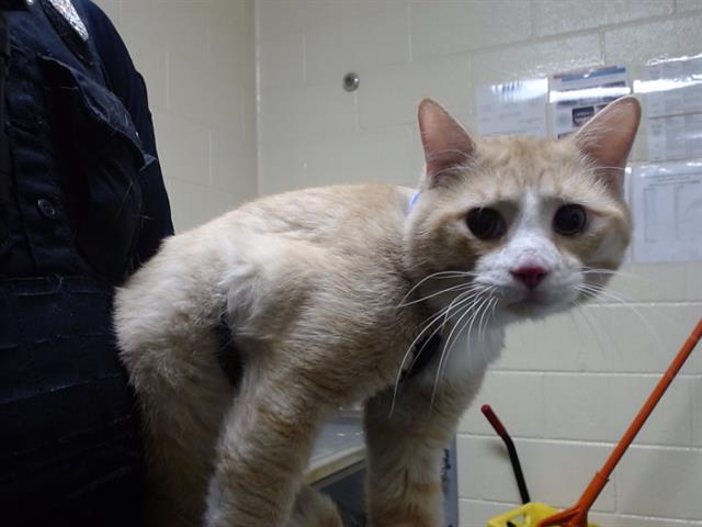 Shelter Stray Male Cat last seen Near BLOCK WELTON ST, DENVER CO 80205, 1241 W Bayaud Ave, Denver, CO 80223, USA