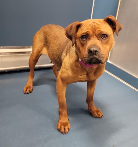Shelter Stray Female Dog last seen Near BLOCK DREXEL ST, DETROIT, MI 48215, 7401 Chrysler Dr, Detroit, MI 48211, USA