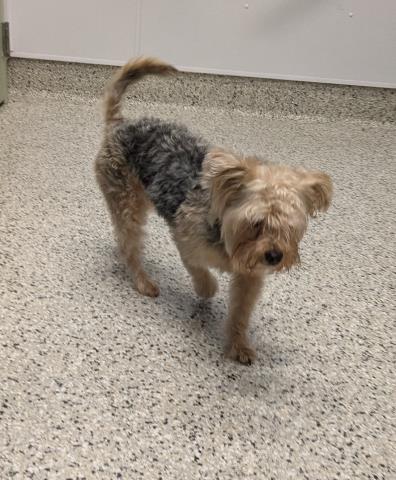 Shelter Stray Male Dog last seen Near BLOCK CENTRAL AVE DETROIT MI 48210, 7401 Chrysler Dr, Detroit, MI 48211, USA