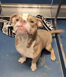 Shelter Stray Male Dog last seen Near BLOCK CENTRAL AVE DETROIT MI 48210, 7401 Chrysler Dr, Detroit, MI 48211, USA