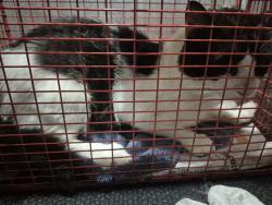 Shelter Stray Male Cat last seen Near BLOCK CASTLE SWORD, 4710 TX-151, San Antonio, TX 78227, USA