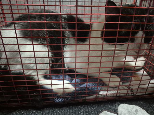 Shelter Stray Male Cat last seen Near BLOCK CASTLE SWORD, 4710 TX-151, San Antonio, TX 78227, USA