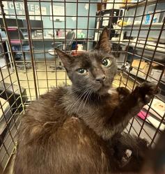 Shelter Stray Female Cat last seen Near BLOCK VALPARAISO, 4710 TX-151, San Antonio, TX 78227, USA