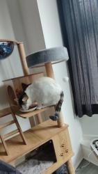 Reunited Female Cat last seen Garscube road, Glasgow City, Scotland G20 7HS