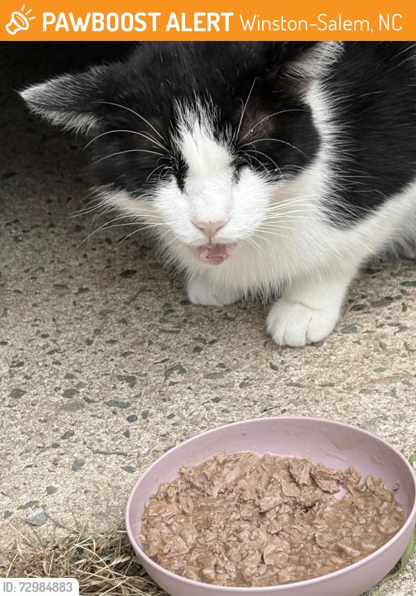 Found/Stray Unknown Cat last seen Stratford and Atwood, Winston-Salem, NC 27103