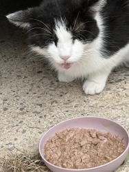 Found/Stray Unknown Cat last seen Stratford and Atwood, Winston-Salem, NC 27103