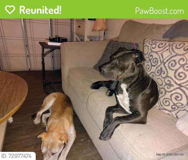 Reunited Female Dog last seen Near and cave Creek , Phoenix, AZ 85024
