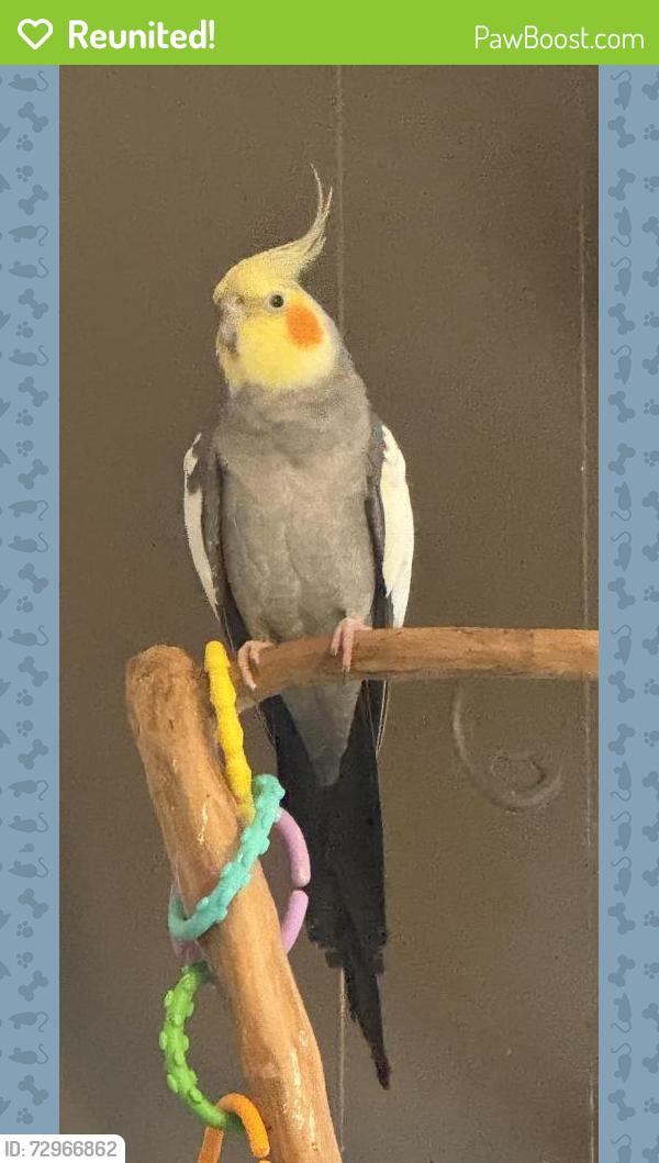 Reunited Male Bird last seen  W. Range & 57th- 60th area, Brown Deer, WI 53223