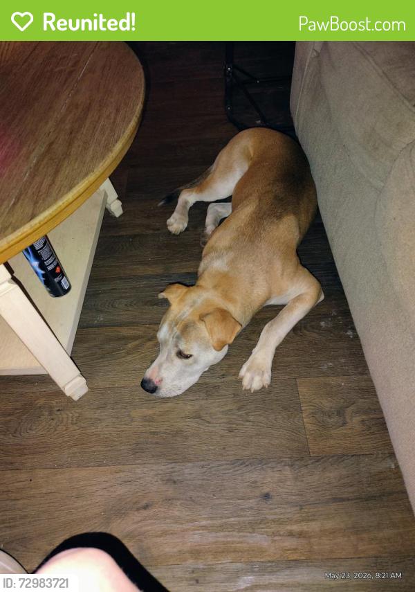Reunited Male Dog last seen 22nd st and union hills, Phoenix, AZ 85022