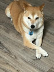 Lost Female Dog last seen Tunstall Dr. And Crosshall st., Frisco, TX 75036