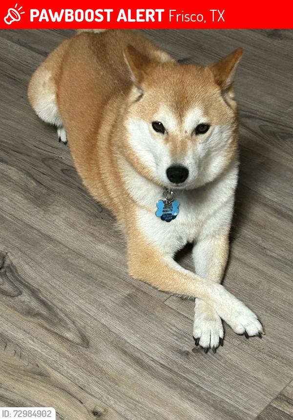 Lost Female Dog last seen Tunstall Dr. And Crosshall st., Frisco, TX 75036