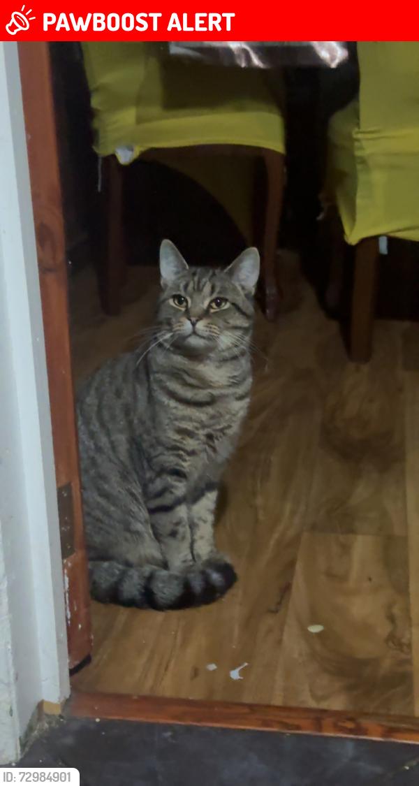 Lost Male Cat last seen Near King Edward Avenue Worthing BN14 8DL, West Sussex, England BN14 8DL