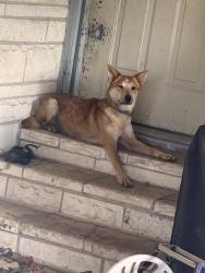Found/Stray Unknown Dog last seen Redell Rd. Baytown, TX, Baytown, TX 77521