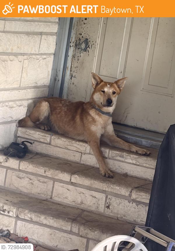 Found/Stray Unknown Dog last seen Redell Rd. Baytown, TX, Baytown, TX 77521
