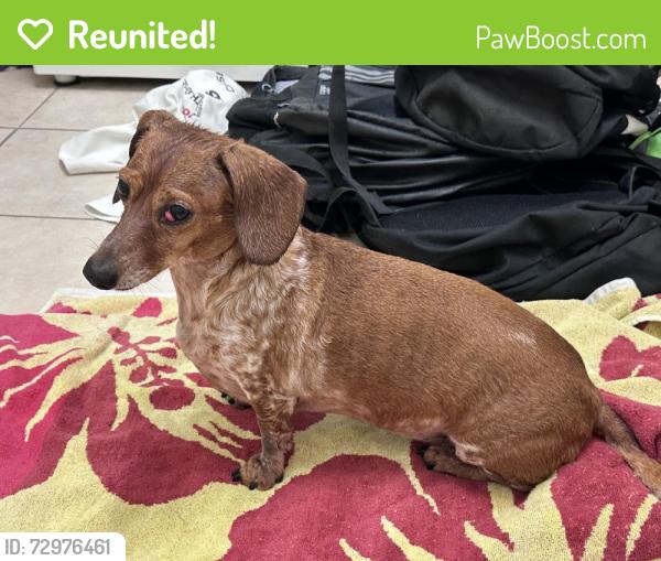 Reunited Female Dog last seen Oak hollow & oak leaf lane, Bedford TX, Bedford, TX 76021