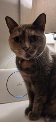 Lost Female Cat last seen Liphook rd Gleneagles rd , Hertfordshire, England WD19