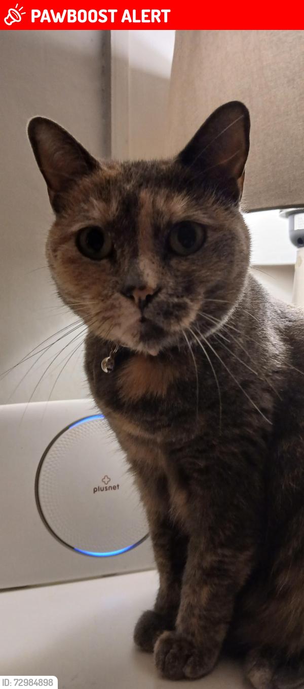 Lost Female Cat last seen Liphook rd Gleneagles rd , Hertfordshire, England WD19
