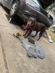 Lost Female Dog last seen Barker cypress, telge, Houston, TX 77429
