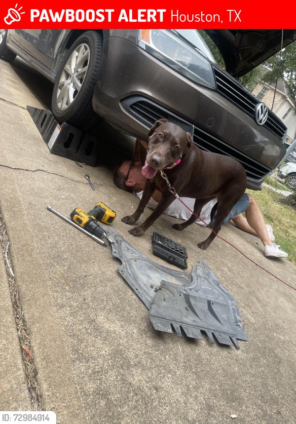 Lost Female Dog last seen Barker cypress, telge, Houston, TX 77429