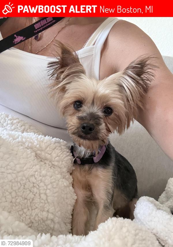 Lost Female Dog last seen Clark rd and Willow rd, New Boston, MI 48164