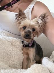 Lost Female Dog last seen Clark rd and Willow rd, New Boston, MI 48164