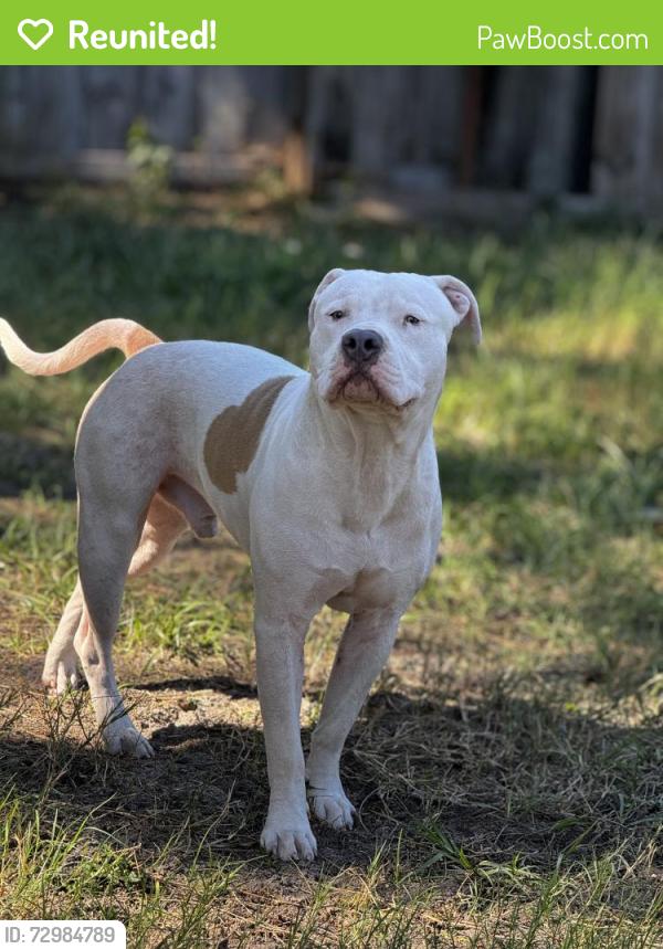 Reunited Male Dog last seen Anderson elementary school , Tampa, FL 33611