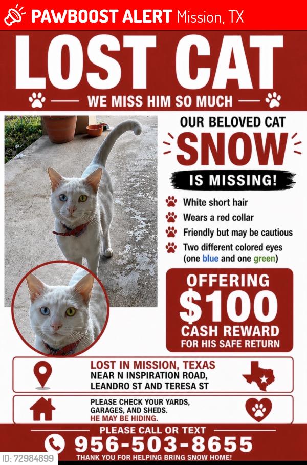Lost Male Cat last seen Near Teresa St, Mission, TX 78574