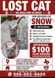 Lost Male Cat last seen Near Teresa St, Mission, TX 78574