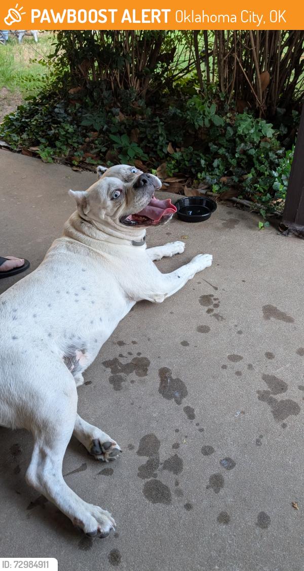 Found/Stray Male Dog last seen Btwn Harvard and Sterling , Oklahoma City, OK 73107