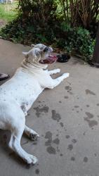 Found/Stray Male Dog last seen Btwn Harvard and Sterling , Oklahoma City, OK 73107