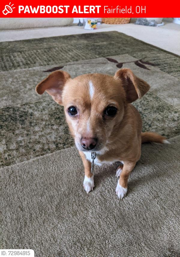 Lost Male Dog last seen Happy Valley Drive, Fairfield, OH, Fairfield, OH 45014