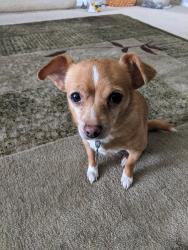 Lost Male Dog last seen Happy Valley Drive, Fairfield, OH, Fairfield, OH 45014