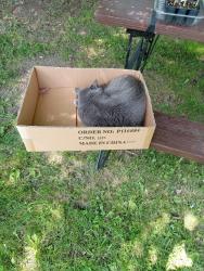 Lost Male Cat last seen Near Bartley Ave, Mansfield, OH 44906