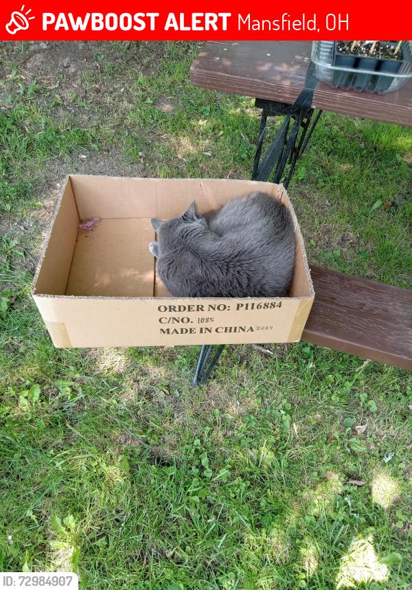 Lost Male Cat last seen Near Bartley Ave, Mansfield, OH 44906