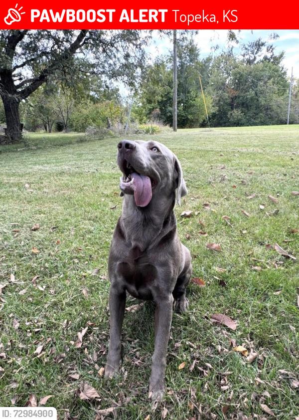 Lost Male Dog last seen Missing from 32nd and Oakley , Topeka, KS 66614