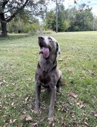 Lost Male Dog last seen Missing from 32nd and Oakley , Topeka, KS 66614