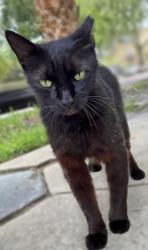 Lost Unknown Cat last seen 6th Ave NE and 1st St, Old Northeast , St. Petersburg, FL 33701