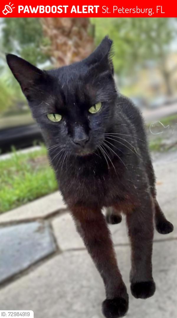 Lost Unknown Cat last seen 6th Ave NE and 1st St, Old Northeast , St. Petersburg, FL 33701