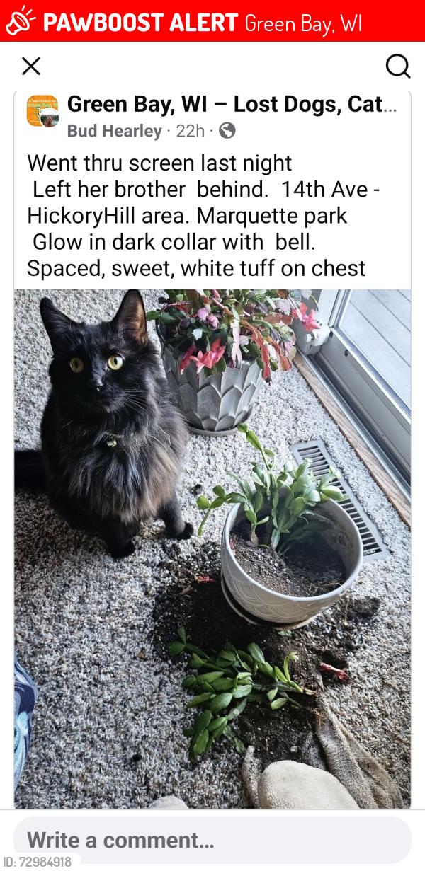 Lost Female Cat last seen Southwest city Library , Green Bay, WI 54304