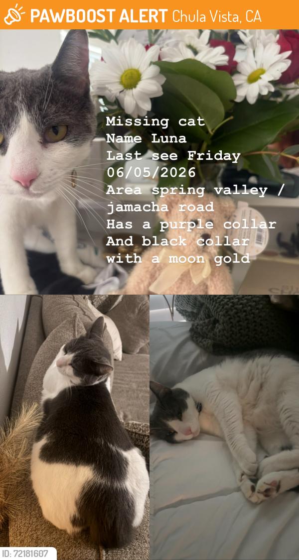 Found/Stray Female Cat last seen Sweet water , Chula Vista, CA 91911