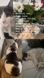 Found/Stray Female Cat last seen Sweet water , Chula Vista, CA 91911