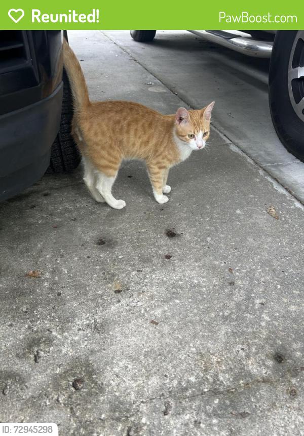Reunited Male Cat last seen Emmy’s restaurant , DeLand, FL 32720