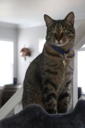 Lost Male Cat last seen San Marcos & Tylman , Temecula, CA 92592